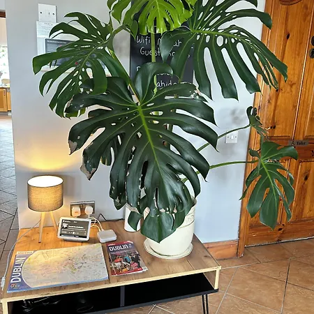 Guest 게스트하우스 *